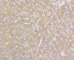 Carbonic Anhydrase II Antibody in Immunohistochemistry (Paraffin) (IHC (P))