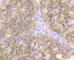 Carbonic Anhydrase II Antibody in Immunohistochemistry (Paraffin) (IHC (P))