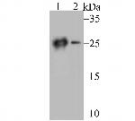 Carbonic Anhydrase II Antibody in Western Blot (WB)