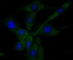 RNASE3 Antibody in Immunocytochemistry (ICC/IF)