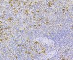 RNASE3 Antibody in Immunohistochemistry (Paraffin) (IHC (P))