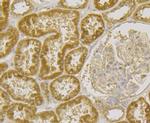 RNASE3 Antibody in Immunohistochemistry (Paraffin) (IHC (P))