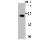 GSTP1 Antibody in Western Blot (WB)