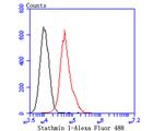 Stathmin 1 Antibody in Flow Cytometry (Flow)