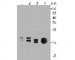 NME1 Antibody in Western Blot (WB)