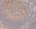 MCM7 Antibody in Immunohistochemistry (Paraffin) (IHC (P))