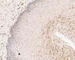 MCM7 Antibody in Immunohistochemistry (Paraffin) (IHC (P))