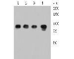 MCM7 Antibody in Western Blot (WB)