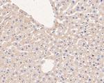 MGST1 Antibody in Immunohistochemistry (Paraffin) (IHC (P))