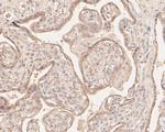 MGST1 Antibody in Immunohistochemistry (Paraffin) (IHC (P))