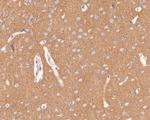 Dynamin 1 Antibody in Immunohistochemistry (Paraffin) (IHC (P))