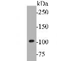 Dynamin 1 Antibody in Western Blot (WB)