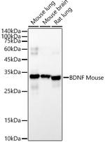 BDNF Antibody in Western Blot (WB)