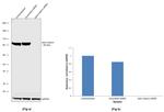 beta Catenin Antibody in Western Blot (WB)