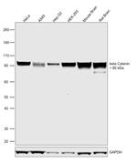 beta Catenin Antibody in Western Blot (WB)