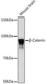 beta Catenin Antibody in Western Blot (WB)