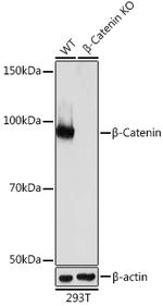 beta Catenin Antibody in Western Blot (WB)