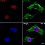 HDAC1 Antibody in Immunocytochemistry (ICC/IF)