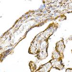 TOM20 Antibody in Immunohistochemistry (Paraffin) (IHC (P))