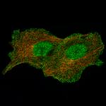 Annexin A1 Antibody in Immunocytochemistry (ICC/IF)