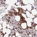 Annexin A1 Antibody in Immunohistochemistry (Paraffin) (IHC (P))