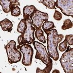 Annexin A1 Antibody in Immunohistochemistry (Paraffin) (IHC (P))