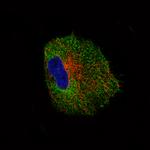 NLRP3 Antibody in Immunocytochemistry (ICC/IF)