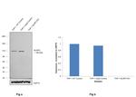 NLRP3 Antibody in Western Blot (WB)