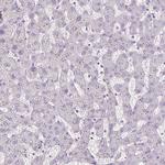 Fibrillin 1 Antibody in Immunohistochemistry (Paraffin) (IHC (P))