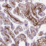 Fibrillin 1 Antibody in Immunohistochemistry (Paraffin) (IHC (P))