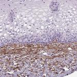 Fibrillin 1 Antibody in Immunohistochemistry (Paraffin) (IHC (P))