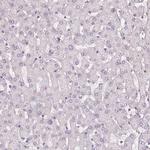 Fibrillin 1 Antibody in Immunohistochemistry (Paraffin) (IHC (P))