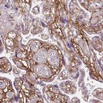 Fibrillin 1 Antibody in Immunohistochemistry (Paraffin) (IHC (P))