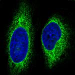 GRP94 Antibody in Immunocytochemistry (ICC/IF)