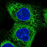 GRP94 Antibody in Immunocytochemistry (ICC/IF)