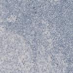 MBP Antibody in Immunohistochemistry (Paraffin) (IHC (P))