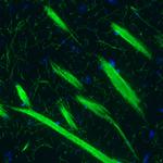 MBP Antibody in Immunohistochemistry (Paraffin) (IHC (P))