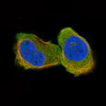 CNPase Antibody in Immunocytochemistry (ICC/IF)