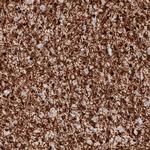 CNPase Antibody in Immunohistochemistry (Paraffin) (IHC (P))