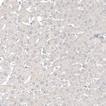 CNPase Antibody in Immunohistochemistry (Paraffin) (IHC (P))