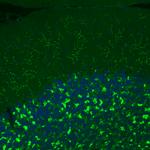 VGLUT2 Antibody in Immunohistochemistry (Paraffin) (IHC (P))