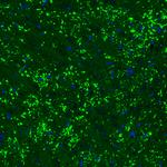 VGLUT2 Antibody in Immunohistochemistry (Paraffin) (IHC (P))