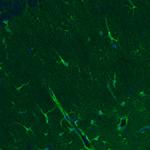 Glutamine Synthetase Antibody in Immunohistochemistry (Paraffin) (IHC (P))