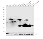 Glutamine Synthetase Antibody in Western Blot (WB)