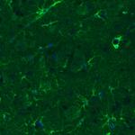 Glutamine Synthetase Antibody in Immunohistochemistry (Paraffin) (IHC (P))