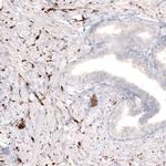 Tyrosine Hydroxylase Antibody in Immunohistochemistry (Paraffin) (IHC (P))