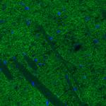 Dopamine Transporter Antibody in Immunohistochemistry (Paraffin) (IHC (P))