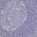 Laminin gamma-1 Antibody in Immunohistochemistry (Paraffin) (IHC (P))