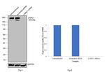 Laminin gamma-1 Antibody