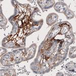 CD142 Antibody in Immunohistochemistry (Paraffin) (IHC (P))